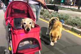 Десятки собак в светящихся ошейниках прогулялись по столице Чили