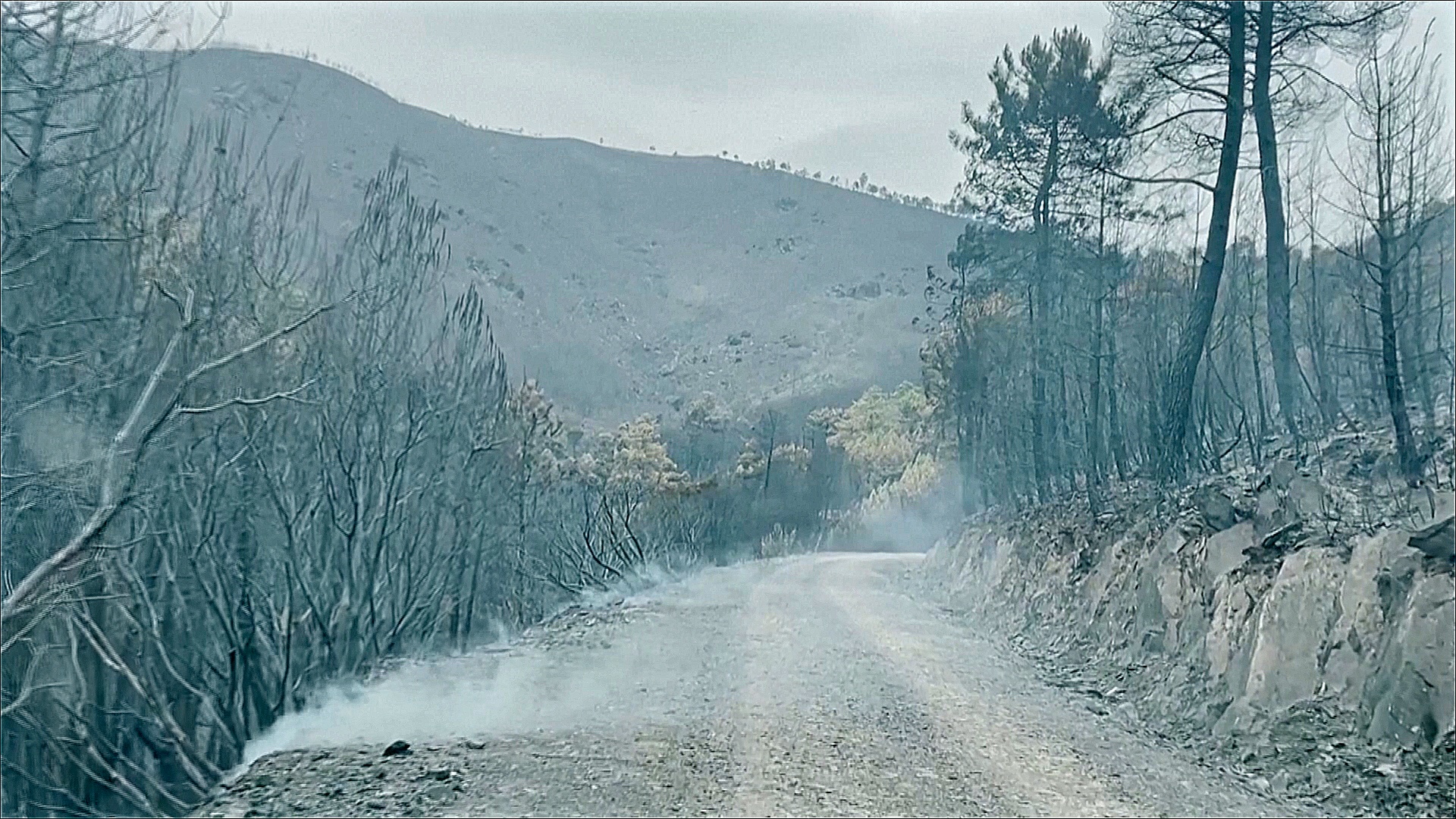 Пепелище на месте зелёных лесов оставил пожар в испанской Эстремадуре