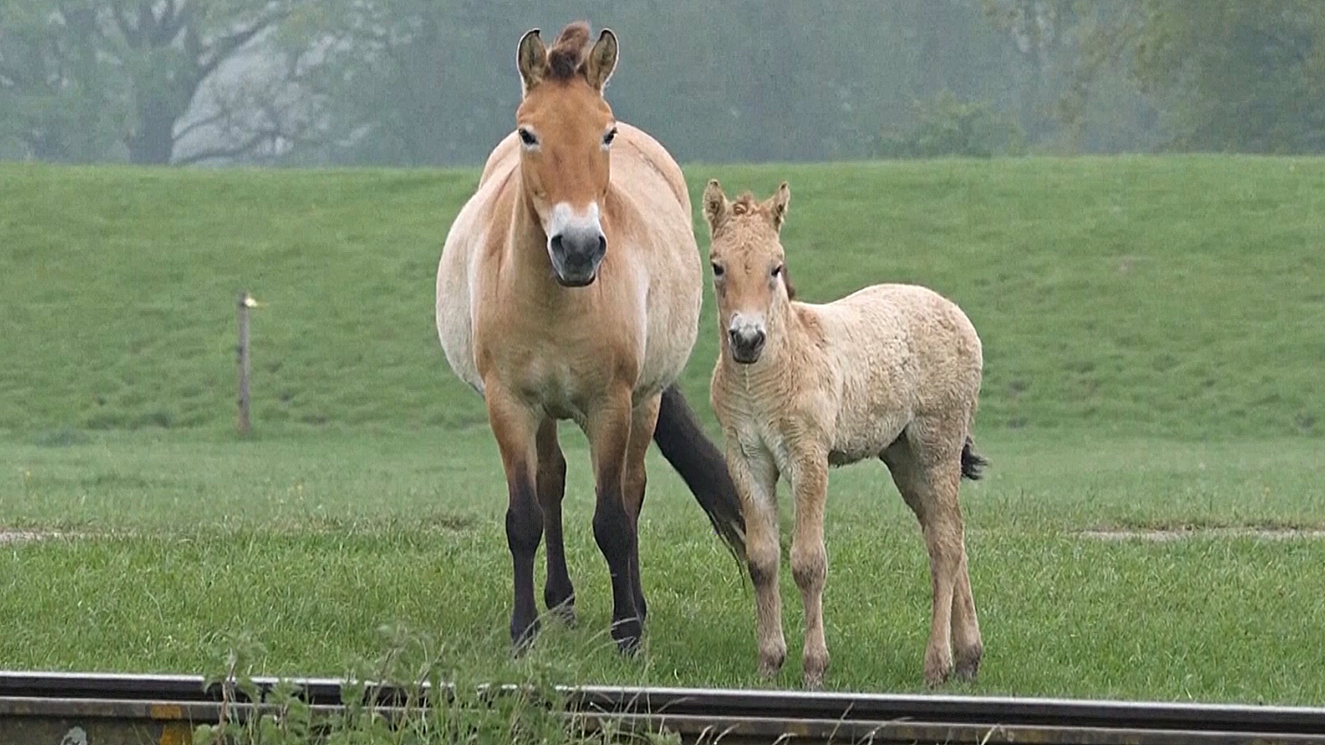 В Великобритании родилось два жеребёнка редкой лошади Пржевальского