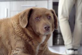 Пёс Боби удерживает рекордный титул самой старой собаки в мире