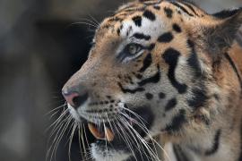 В Индии тигриц переселяют из лесов в заповедники