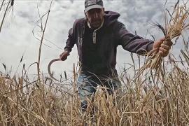 Неурожай в Тунисе из-за засухи: фермеры собирают зерновые раньше, чтобы хватило на корм