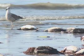 Сотни мёртвых птиц выбросило на пляж в Чили