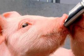Чем кормить свиней для быстрого роста и набора веса
