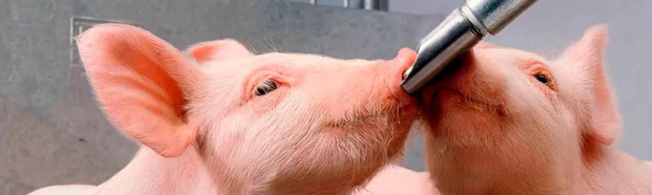 Чем кормить свиней для быстрого роста и набора веса