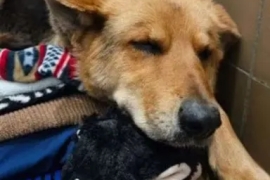 Бездомную собаку с игрушкой удалось найти и спасти