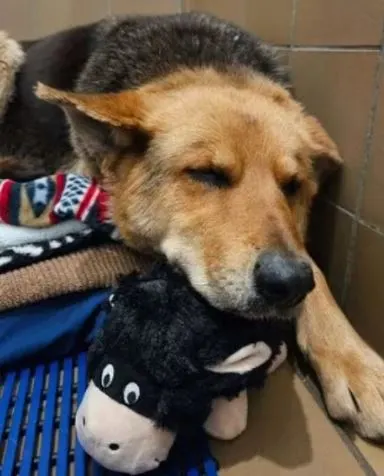 Бездомную собаку с игрушкой удалось найти и спасти