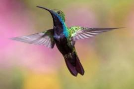 Колибри: уникальное видео с 30 птицами