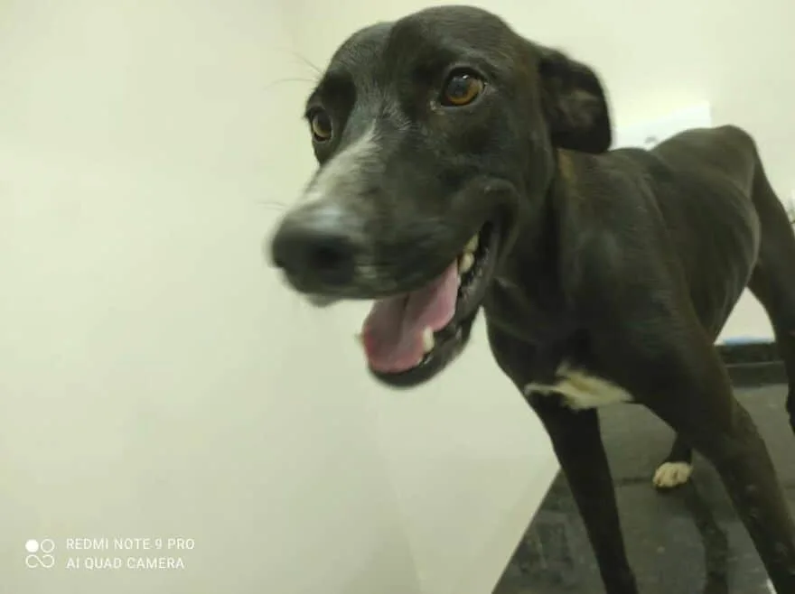 Бездомная собака пришла в клинику за помощью