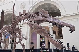 Скелет спинозавра впервые выставили в музее Чикаго