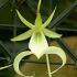 Призрачная орхидея впервые зацвела в Великобритании