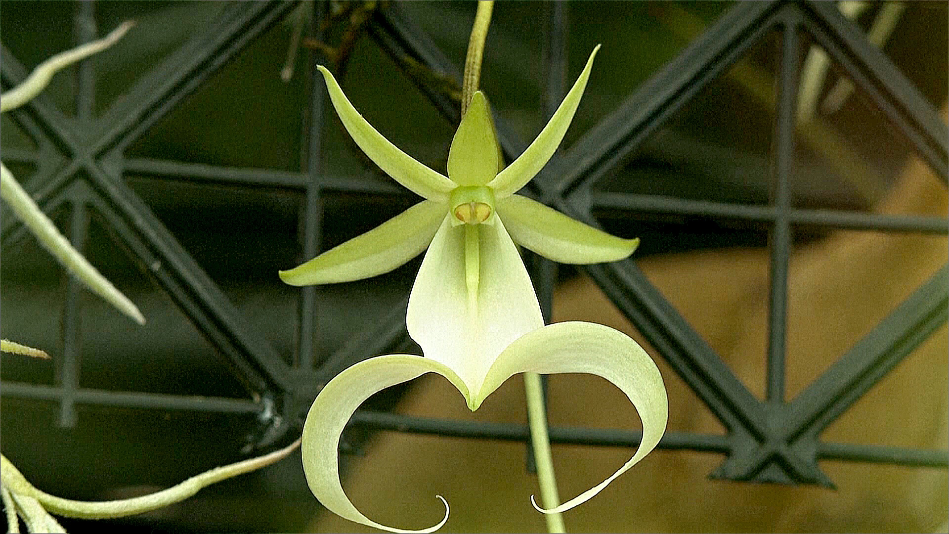 Призрачная орхидея впервые зацвела в Великобритании