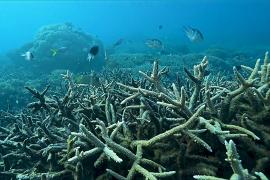 Австралия представила программу по защите Большого Барьерного рифа