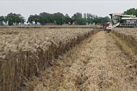 Дожди повредили часть урожая пшеницы в Китае