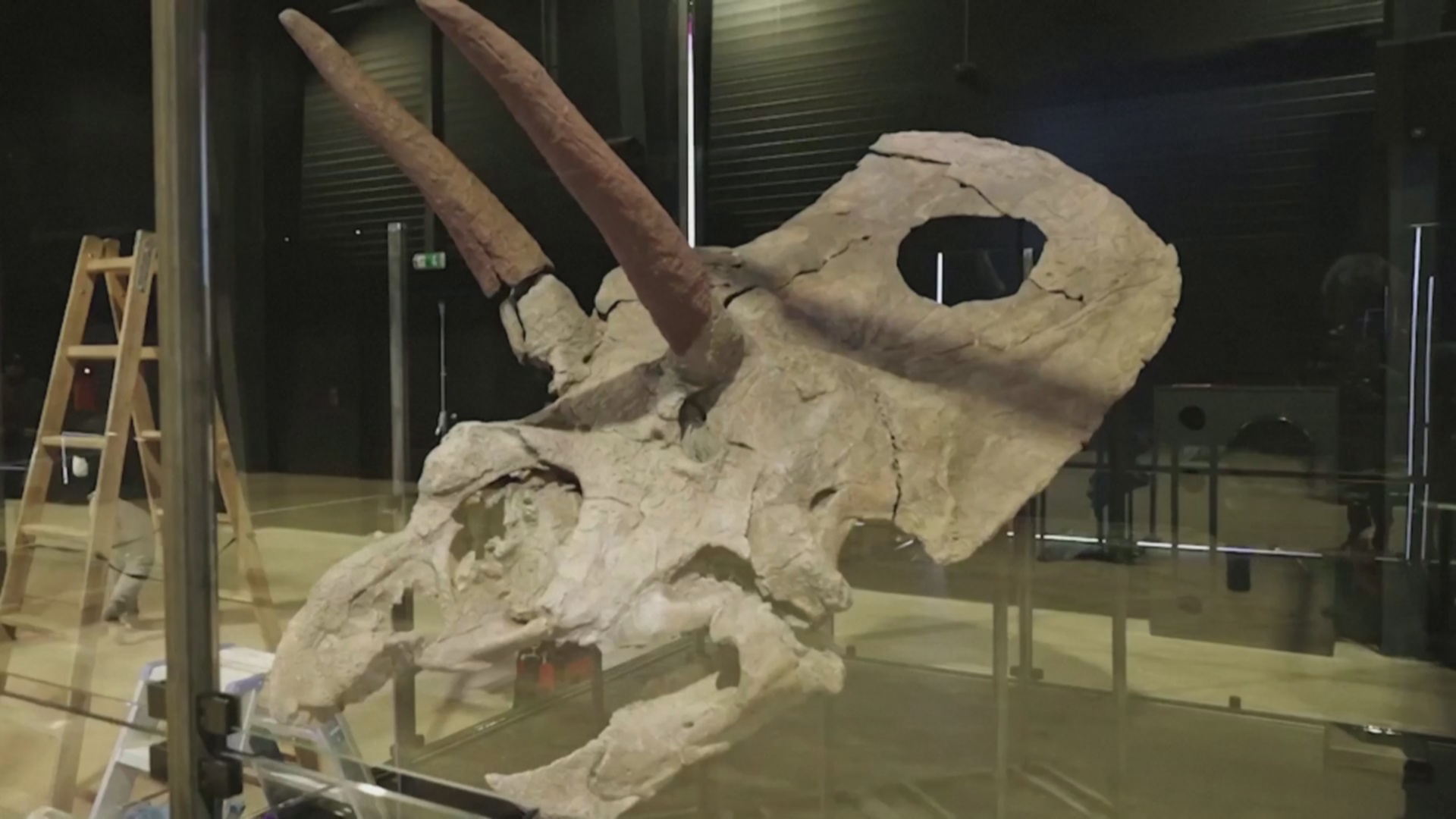 Самый большой череп динозавра в мире представят в музее в Дании