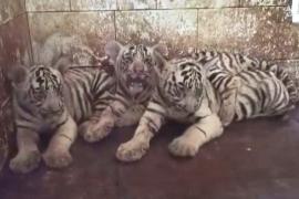 Белых тигрят через 1,5 месяца после рождения обнаружили в зоопарке в Индии