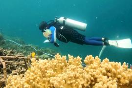Бывшие браконьеры помогают восстанавливать коралловые рифы в Индонезии