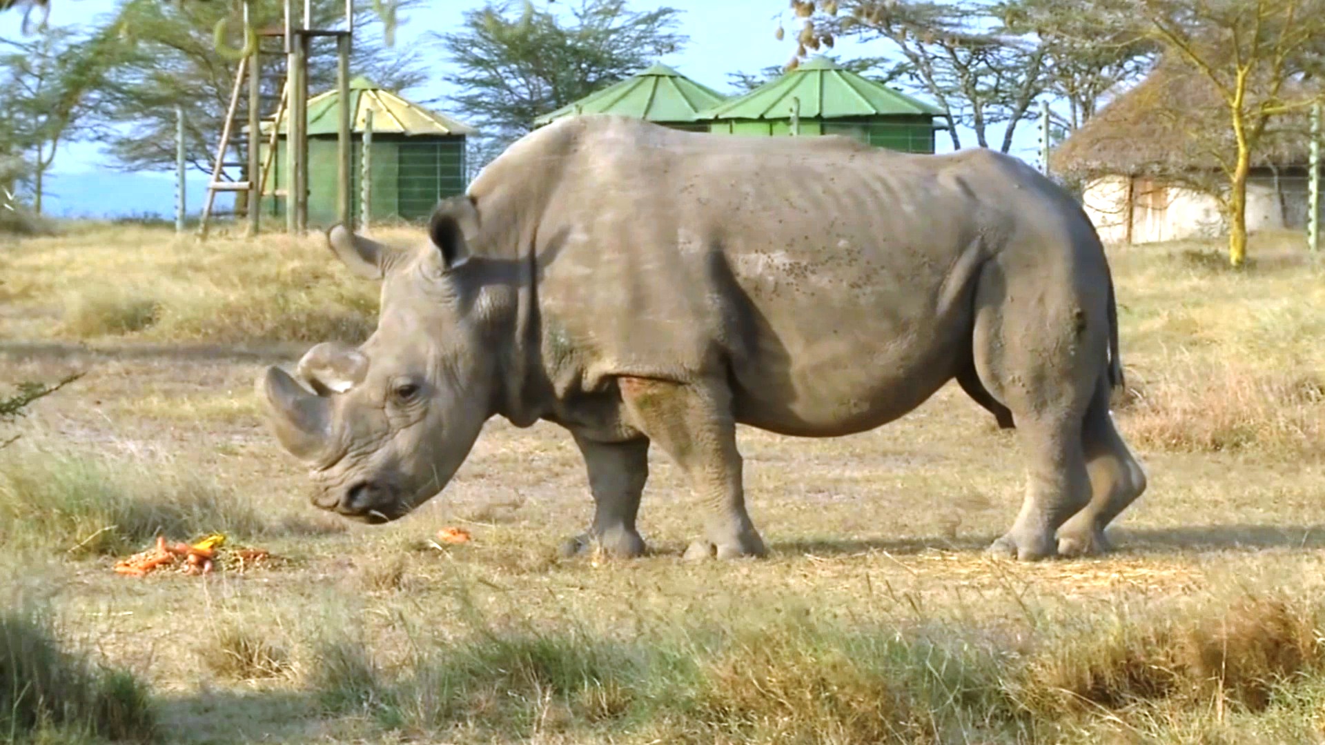 Белые носороги снова поселились в нацпарке «Гарамба» в ДР Конго