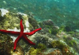 Красивые подводные кадры: морская жизнь возле Канарских островов