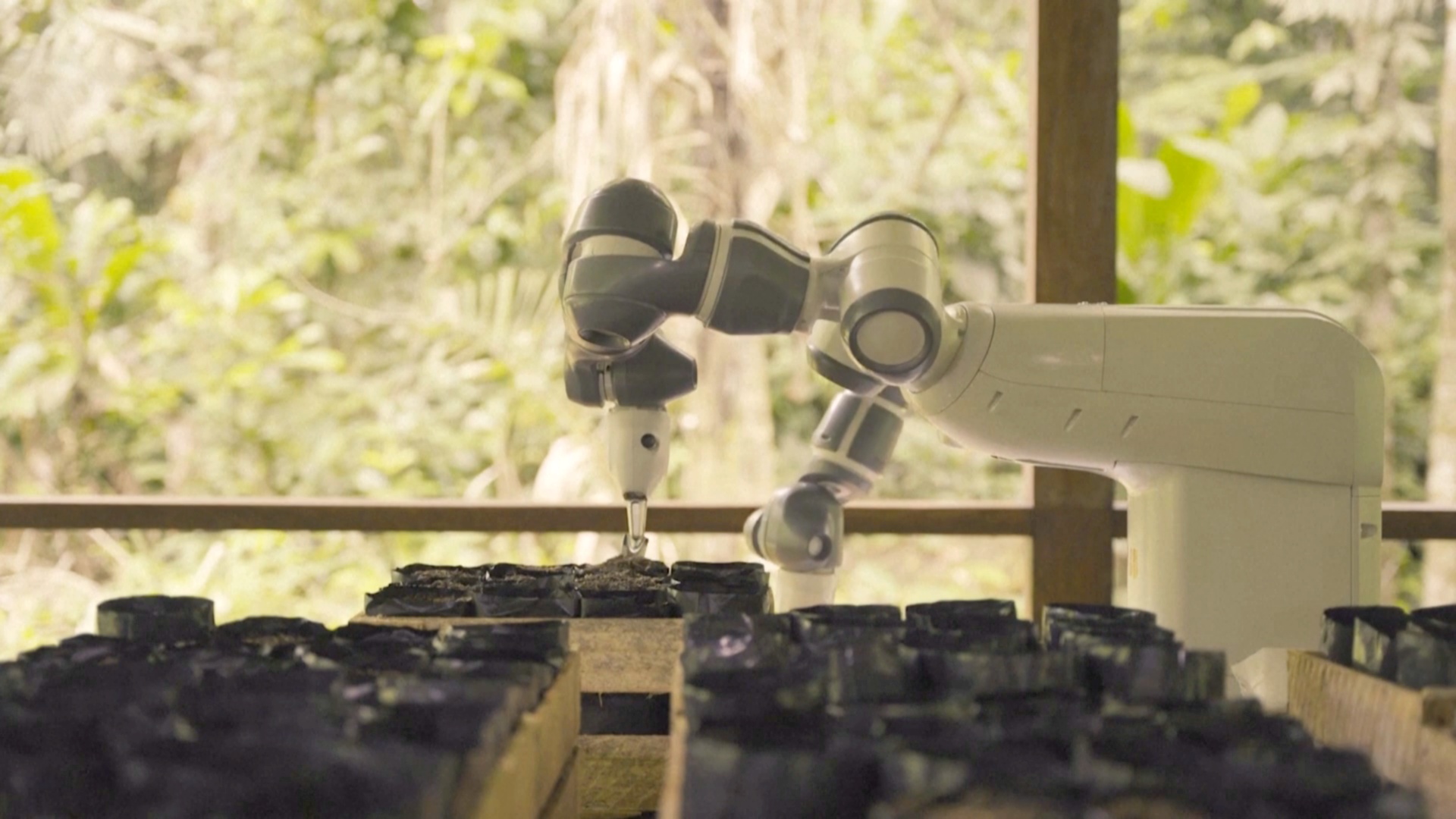 Робот помогает восстанавливать амазонские джунгли
