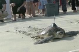Второй шанс: 21 спасённую черепаху выпустили в море в Дубае
