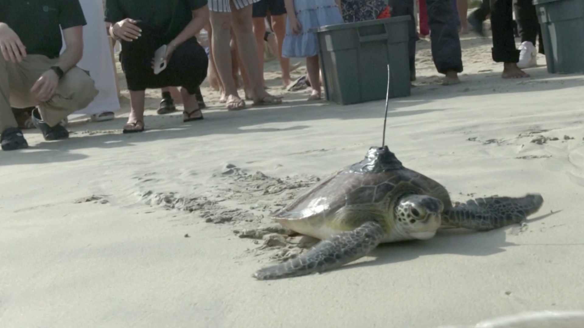 Второй шанс: 21 спасённую черепаху выпустили в море в Дубае