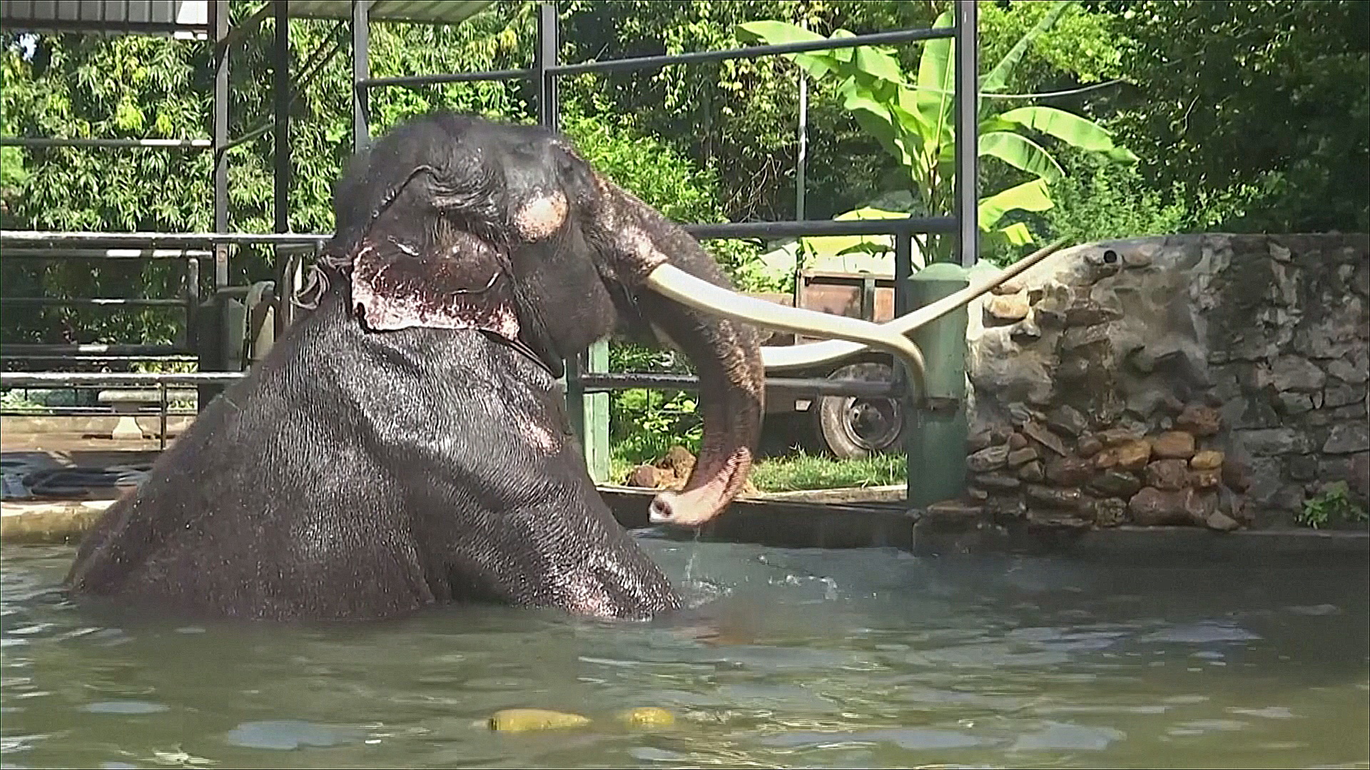 Шри-Ланка вернёт Таиланду подаренного слона, чтобы его вылечили