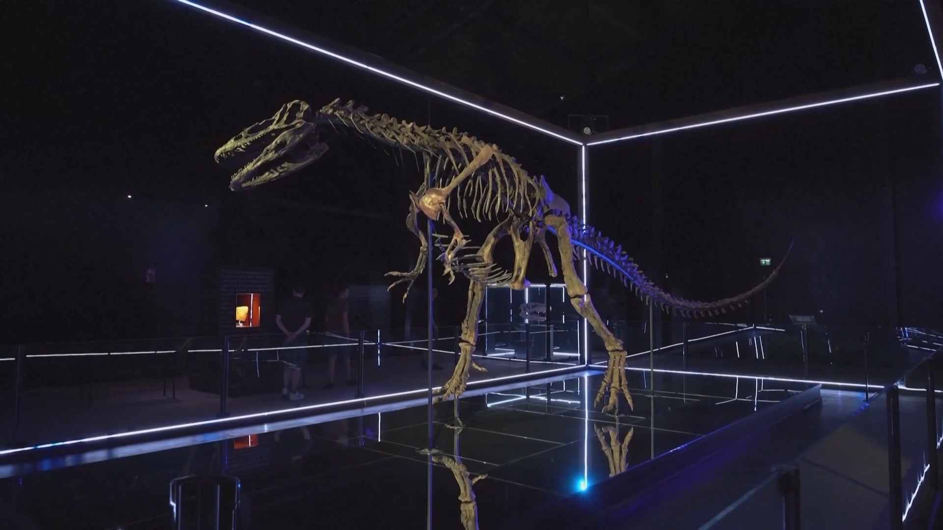 Первый в Дании музей динозавров удивляет гостей уникальными окаменелостями