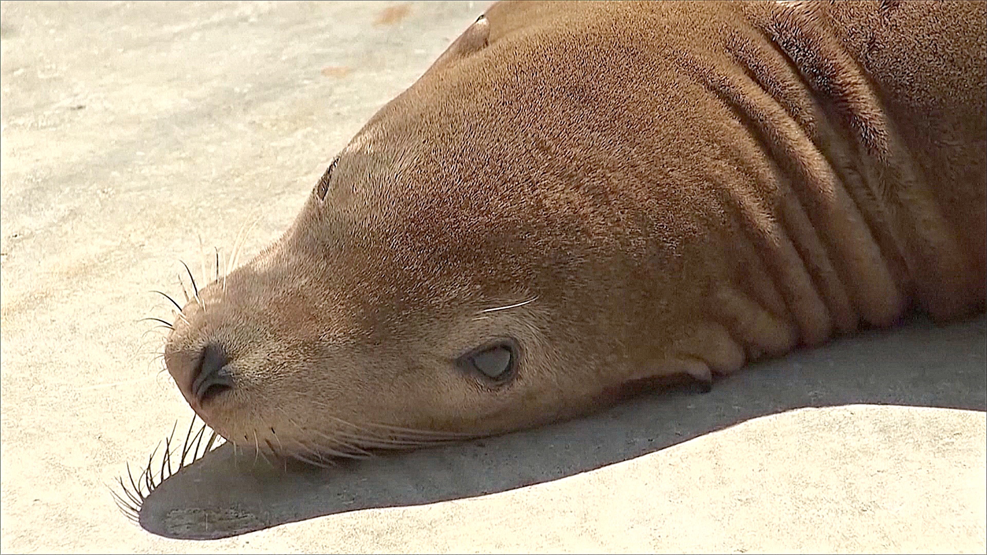 Десятки больных морских львов выбрасываются на берег в Калифорнии