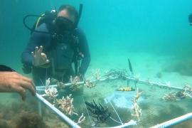 У берегов Абу-Даби восстанавливают обесцвеченные коралловые рифы