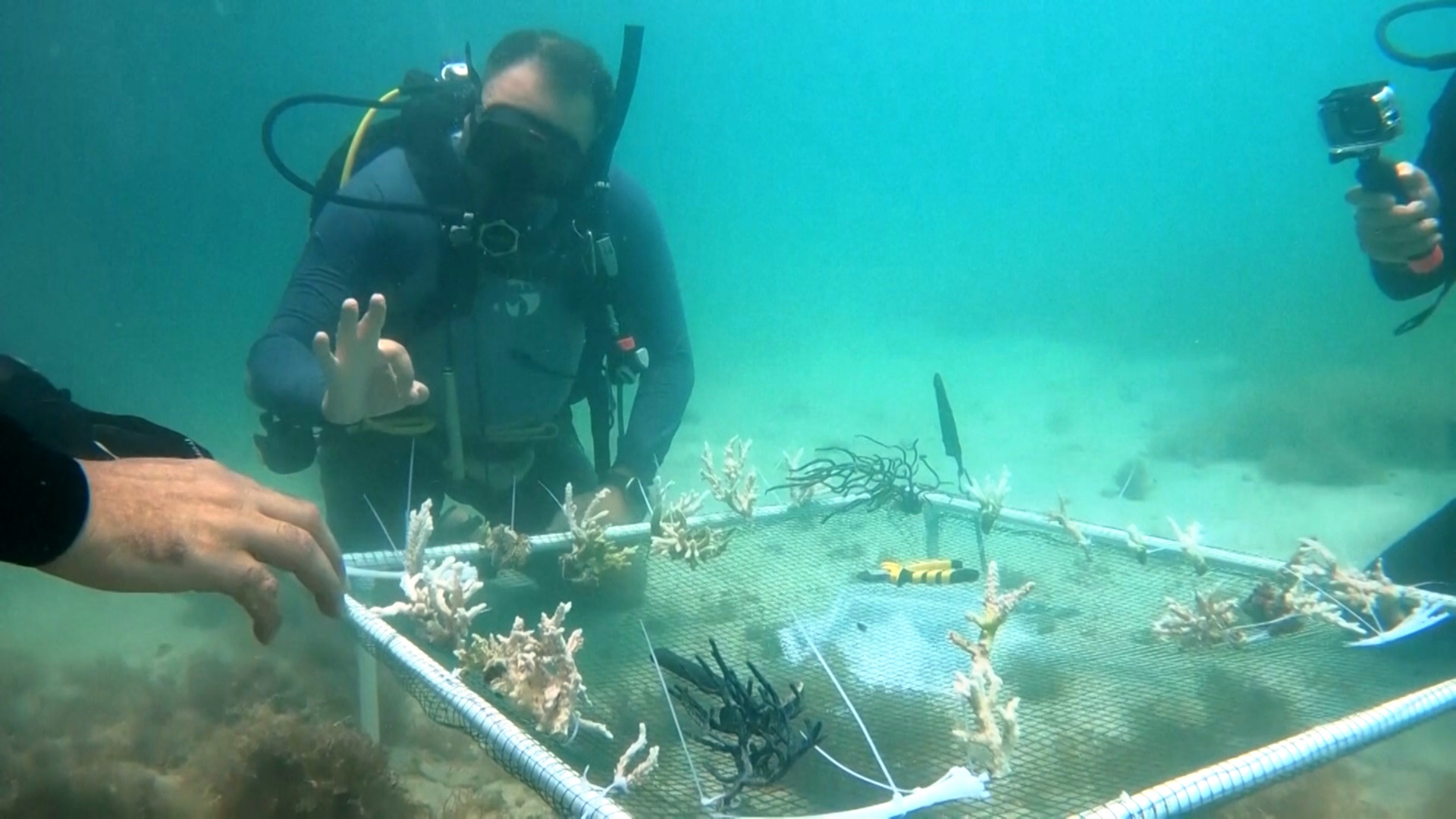 У берегов Абу-Даби восстанавливают обесцвеченные коралловые рифы