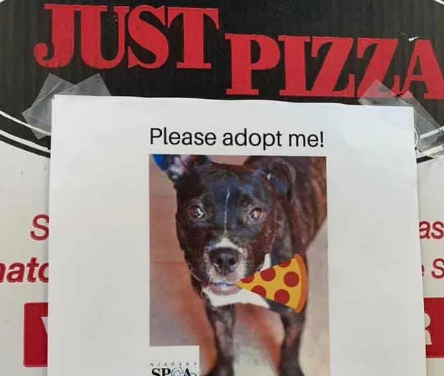 Зачем на коробках с пиццей размещают фото собак и кошек