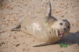 Как дикий тюлень дружит с людьми на пляже