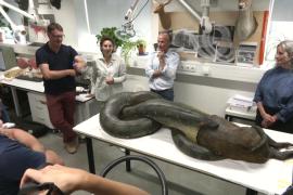 Знаменитую анаконду, поедающую капибару, отправили на реставрацию