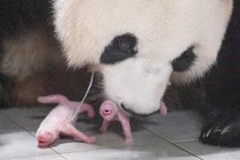 Панды-близнецы впервые родились в зоопарке Южной Кореи
