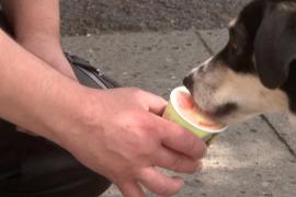 Поесть мороженого в компании своей собаки можно в Берлине