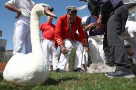 Традиционная перепись лебедей проходит на Темзе