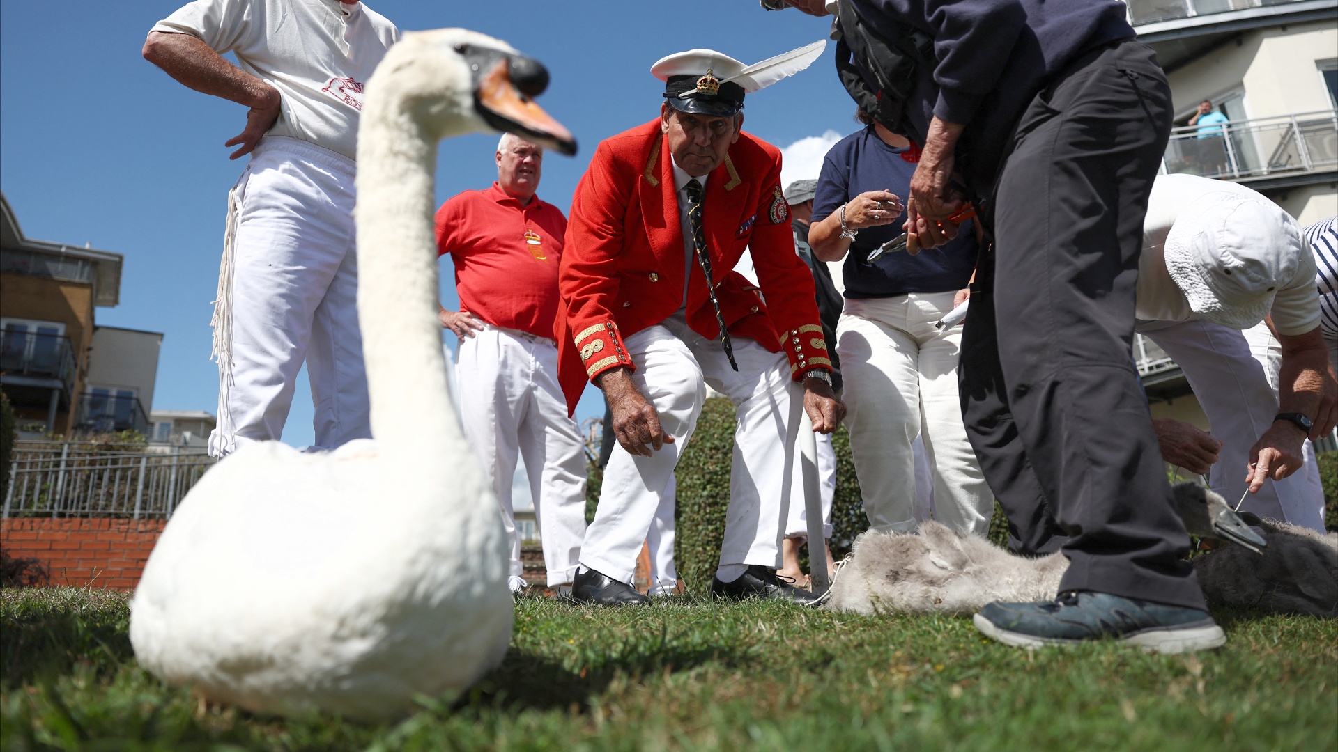 Традиционная перепись лебедей проходит на Темзе