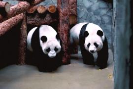 Молодые панды в Московском зоопарке впервые встретились
