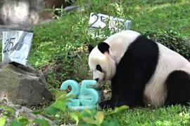 Как отмечали день рождения панды в зоопарке Вашингтона