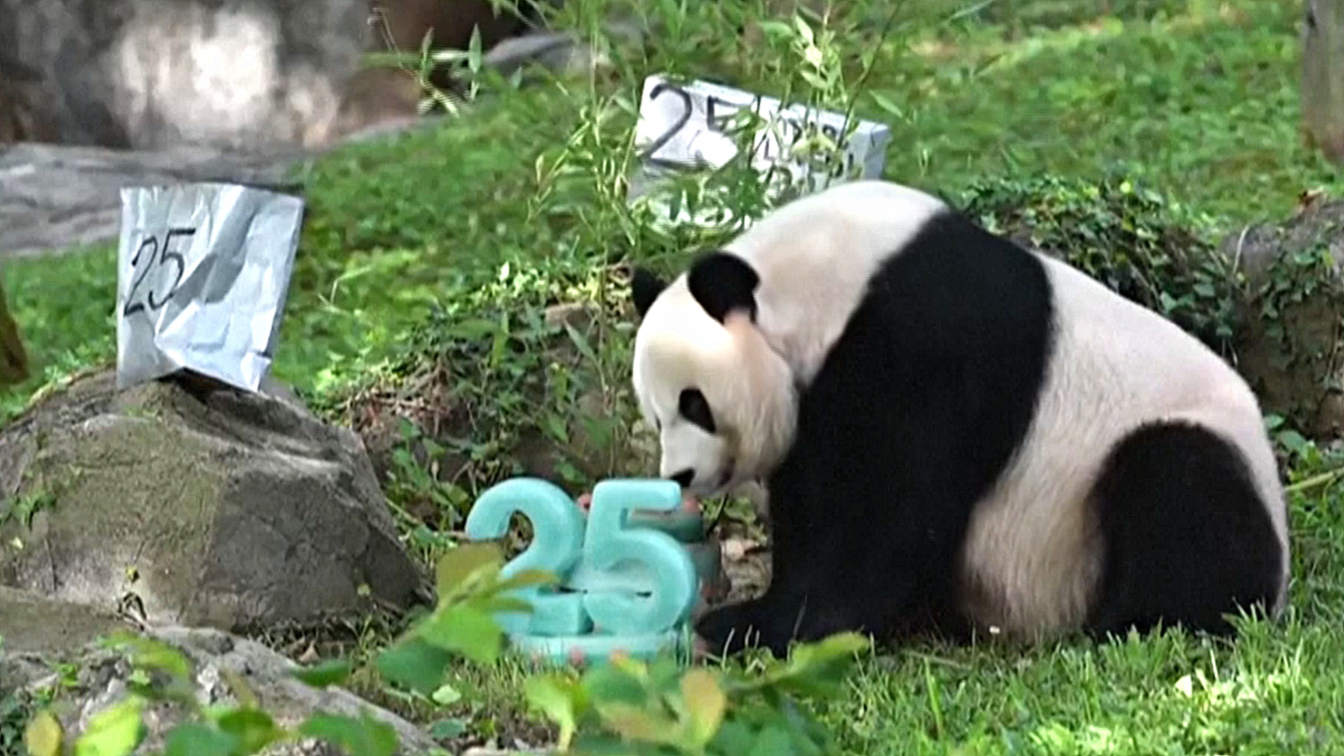 Как отмечали день рождения панды в зоопарке Вашингтона