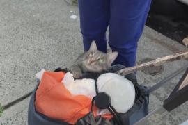 Как решают проблему бездомных кошек в Нью-Йорке