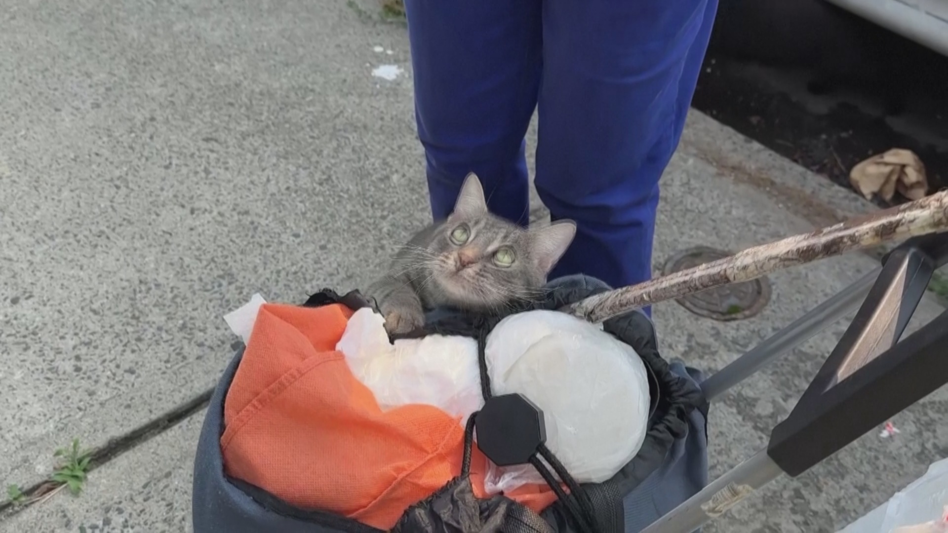 Как решают проблему бездомных кошек в Нью-Йорке