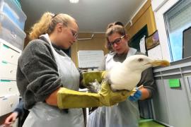 Орнитологический центр в Швейцарии спасает птиц, пострадавших в жару