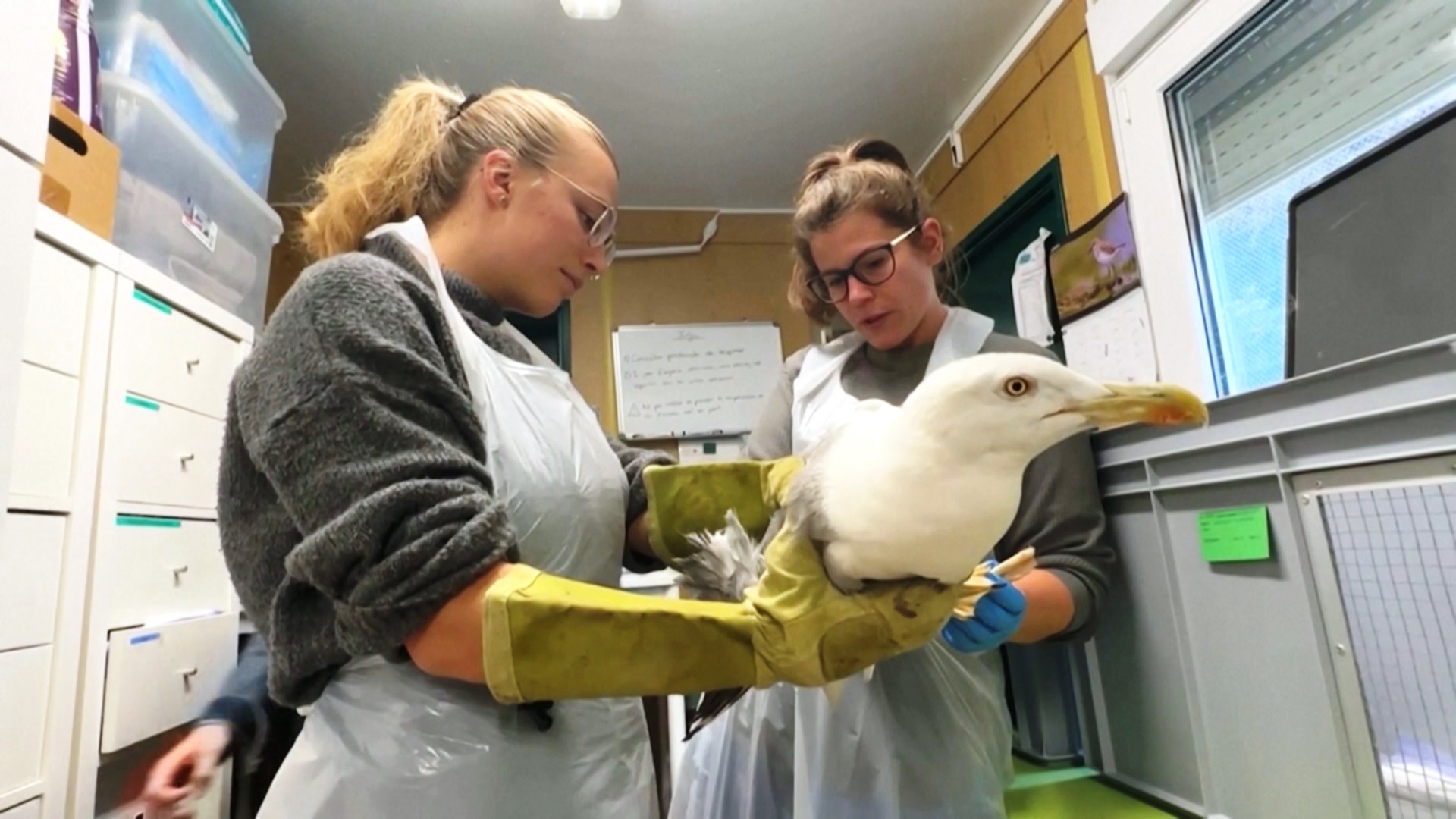 Орнитологический центр в Швейцарии спасает птиц, пострадавших в жару