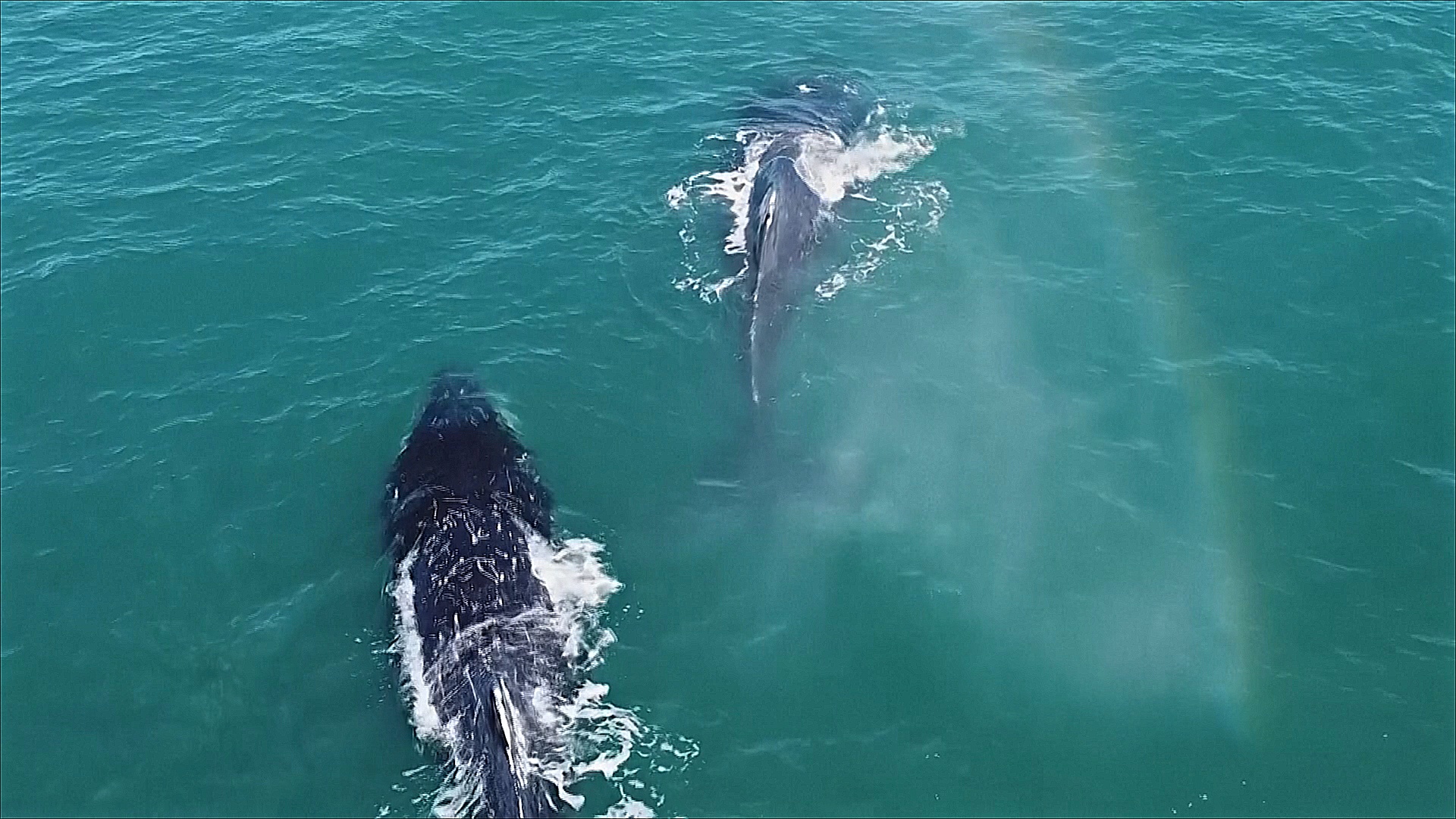 Бразильские волонтёры помогают учёным наблюдать за горбатыми китами
