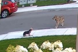 Маленькая собака защитила хозяйку от койота