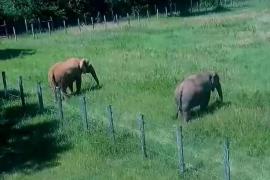 После 35 лет одиночества слониха обрела друзей