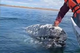 Как серый кит просит помощи у людей