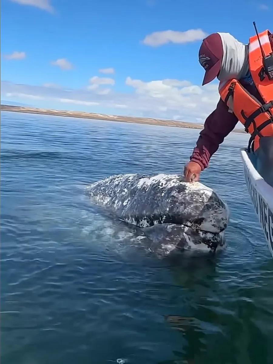 Как серый кит просит помощи у людей